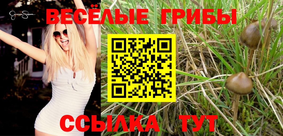 Галлюциногенные грибы Psilocybine cubensis Асбест